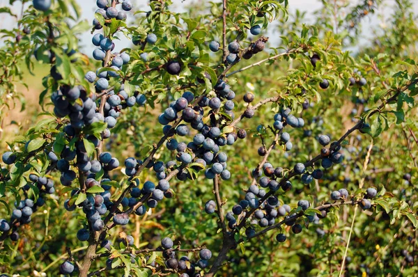 La rama de la raya con las bayas en otoño — Foto de Stock