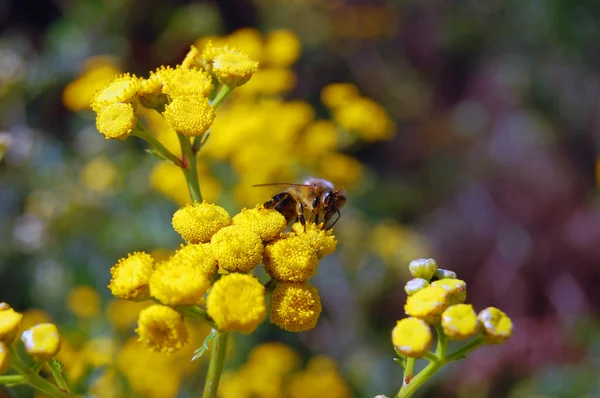 Fondo de verano de flores amarillas — Foto de Stock