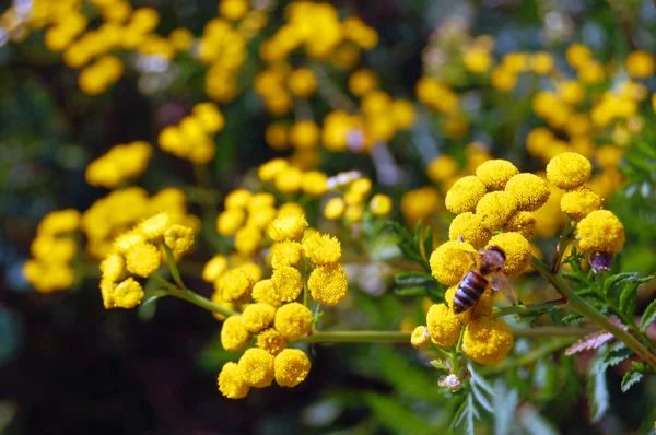 Zomer achtergrond van gele bloemen — Stockfoto