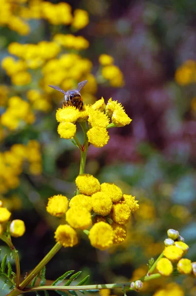 Fond estival de fleurs jaunes — Photo