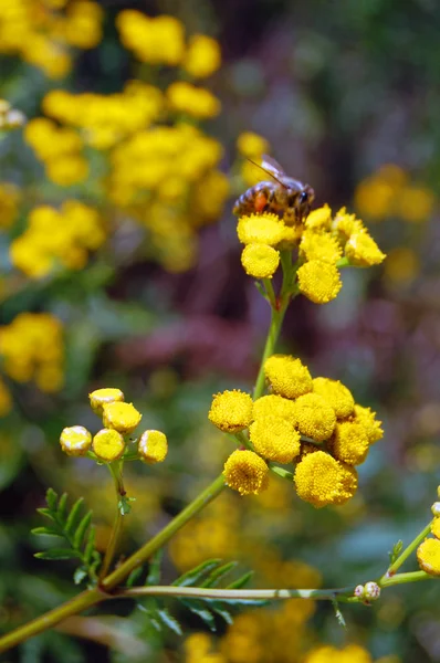 Fundo de verão de flores amarelas — Fotografia de Stock