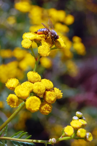 Fundo de verão de flores amarelas — Fotografia de Stock