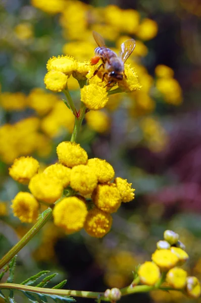 Fondo de verano de flores amarillas — Foto de Stock