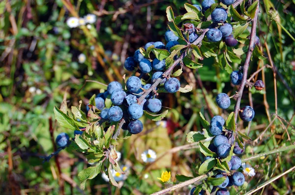 Branch of a sloe with berries in the autumn — Stock Photo, Image