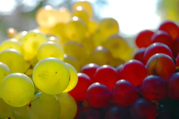 Rote und weiße Trauben — Stockfoto