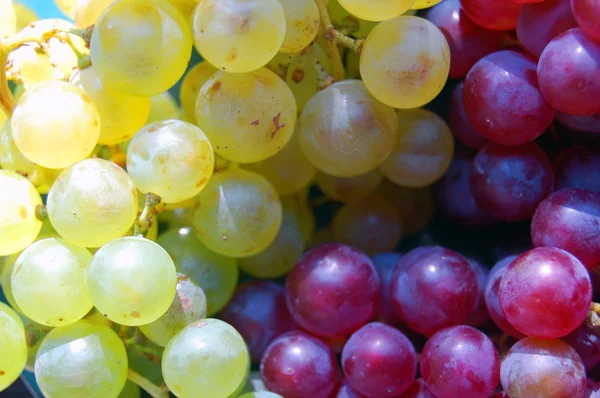 Raisins rouges et blancs — Photo