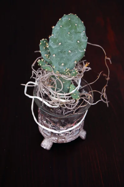 Cactus en maceta pequeña — Foto de Stock