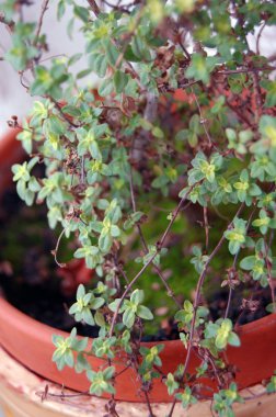 ahşap bir masa üzerinde bir çiçek tencerede kekik ile limon karışımı