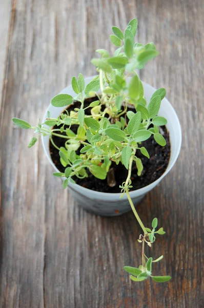 鼠尾草植物花盆里 — 图库照片