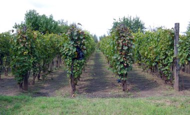 kırmızı şarap üzüm şarabı asılı