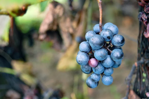 Raisins de vin rouge suspendus au vin — Photo