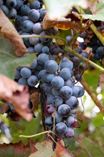 Raisins de vin rouge suspendus au vin — Photo