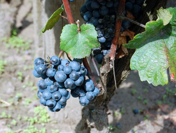 Red wine grapes hanging on the wine — Stock Photo, Image