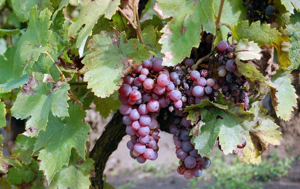 Raisins de vin rouge suspendus au vin — Photo