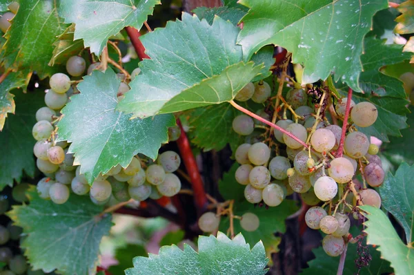 White wine grapes hanging on the wine — Stock Photo, Image