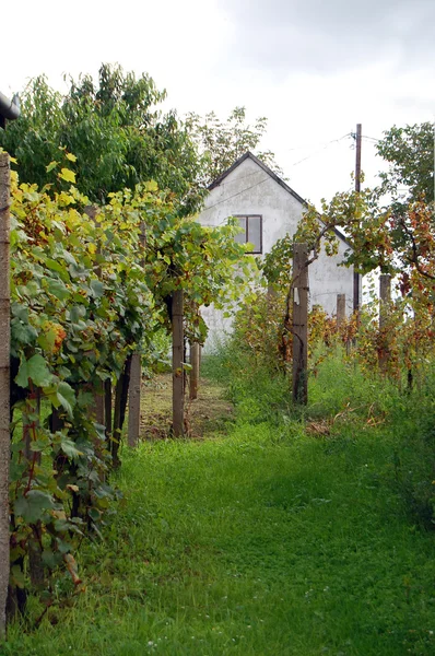 Rural landscape with winery — Stock Photo, Image