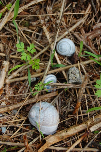 Conchas em espiral na grama — Fotografia de Stock