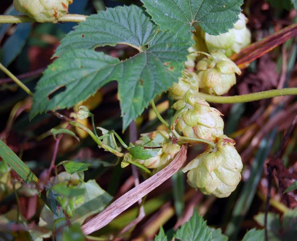 Cônes de houblon — Photo