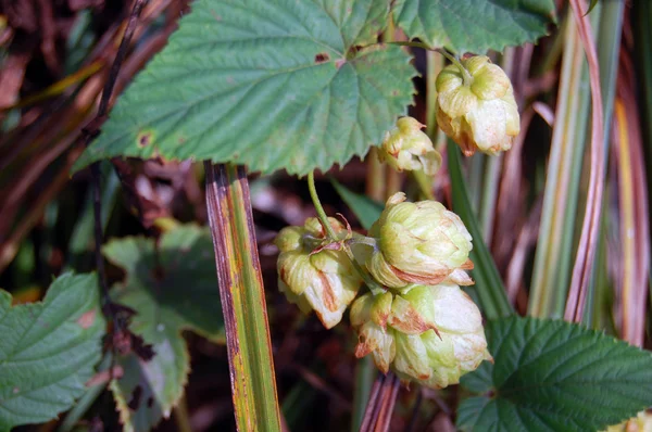 Cônes de houblon — Photo