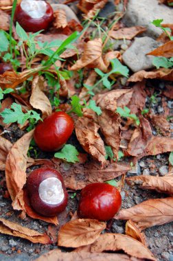 Kestaneler üzerinde sonbahar sokak