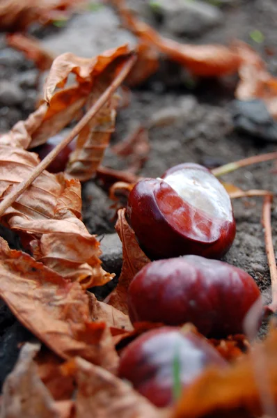 Castañas en la calle de otoño —  Fotos de Stock