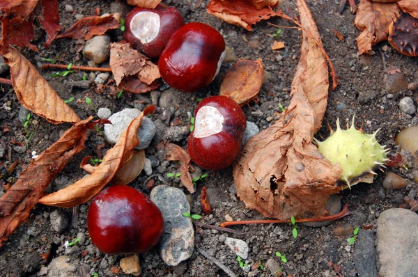 Chestnuts on the autumn street — Stock Photo, Image