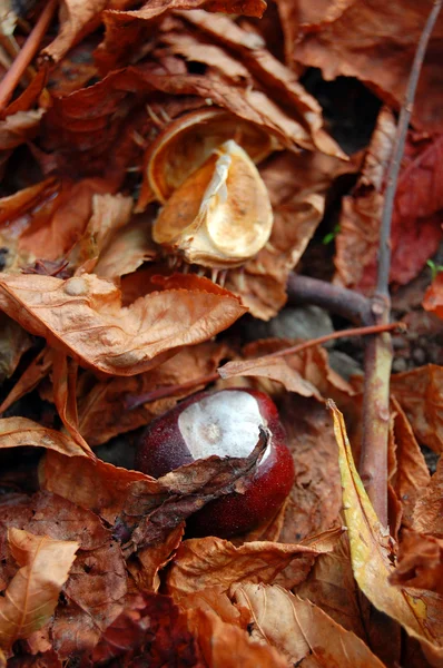 Castanhas na rua de outono — Fotografia de Stock