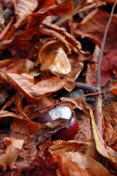 Chestnuts on the autumn street — Stock Photo, Image