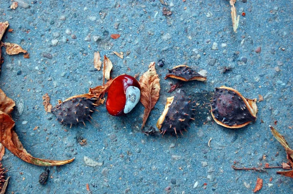 Castanhas na rua de outono — Fotografia de Stock