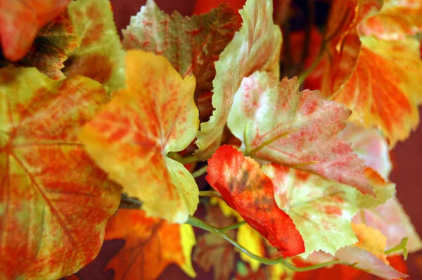 Lindas cores de outono de folhas de plástico — Fotografia de Stock