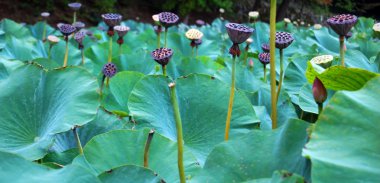 Lotus çiçekleri, lotus tohum ve lotus yaprağı