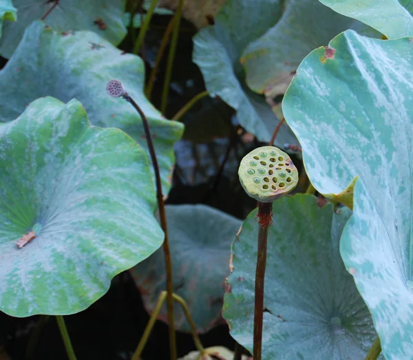 Lotusblommor, lotus utsäde och lotusblad — Stockfoto