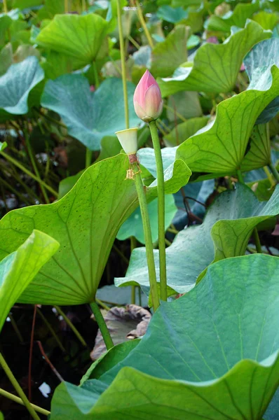 Flores de lótus, sementes de lótus e folhas de lótus — Fotografia de Stock