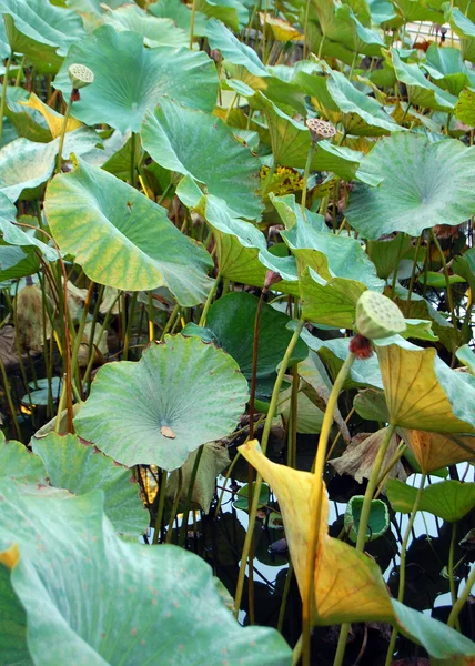 Lotusblommor, lotus utsäde och lotusblad — Stockfoto