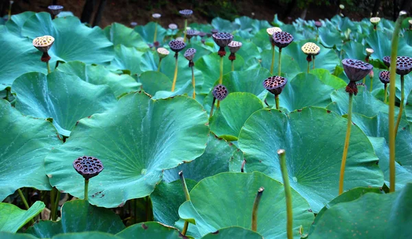 Fleurs de lotus, graines de lotus et feuilles de lotus — Photo