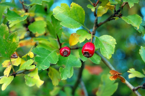 Ripe rose hip berries — Stock Photo, Image