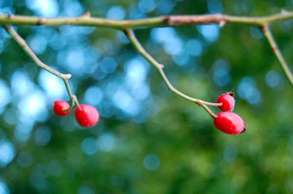 Reife Hagebuttenbeeren — Stockfoto