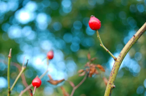 Reife Hagebuttenbeeren — Stockfoto