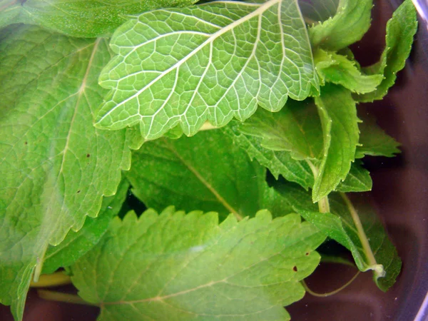 Tea with mint — Stock Photo, Image