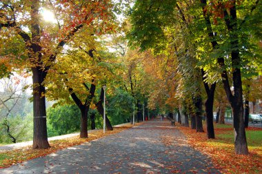 Sonbahar parkında renkli yapraklar