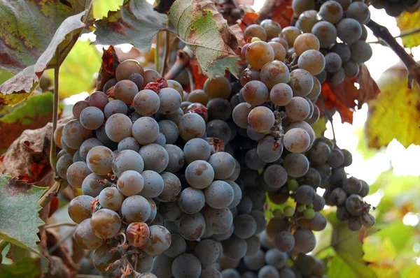 Red wine grapes hanging on the wine — Stock Photo, Image