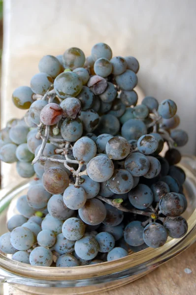 Uvas de vinho tinto — Fotografia de Stock