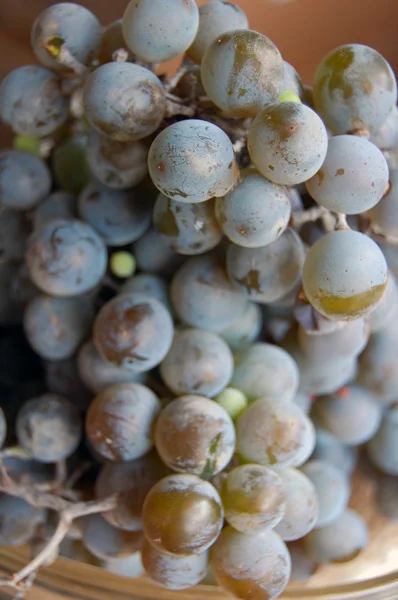 Uvas de vinho tinto — Fotografia de Stock