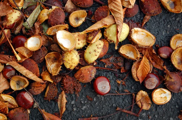 栗子的秋天街头 — 图库照片