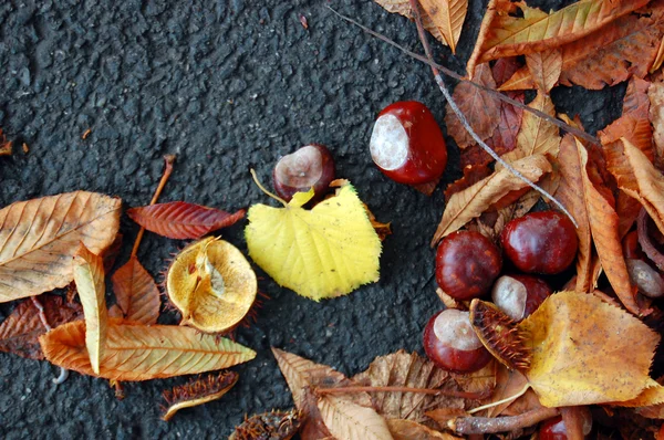 Castagne sulla strada di autunno — Foto Stock