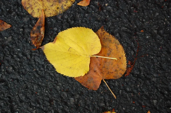 Kleurrijke herfstbladeren — Stockfoto