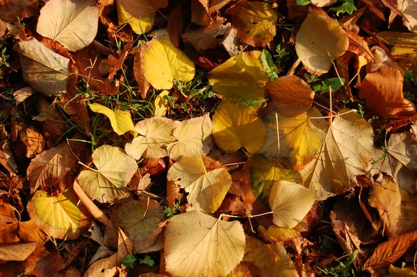 Kleurrijke herfstbladeren — Stockfoto