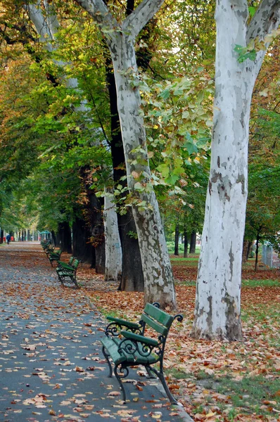 Πολύχρωμο φύλλωμα στο πάρκο φθινόπωρο — Φωτογραφία Αρχείου