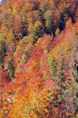 dağda sonbahar renkleri
