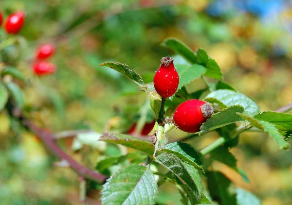 Ripe rose hip berries — Stock Photo, Image